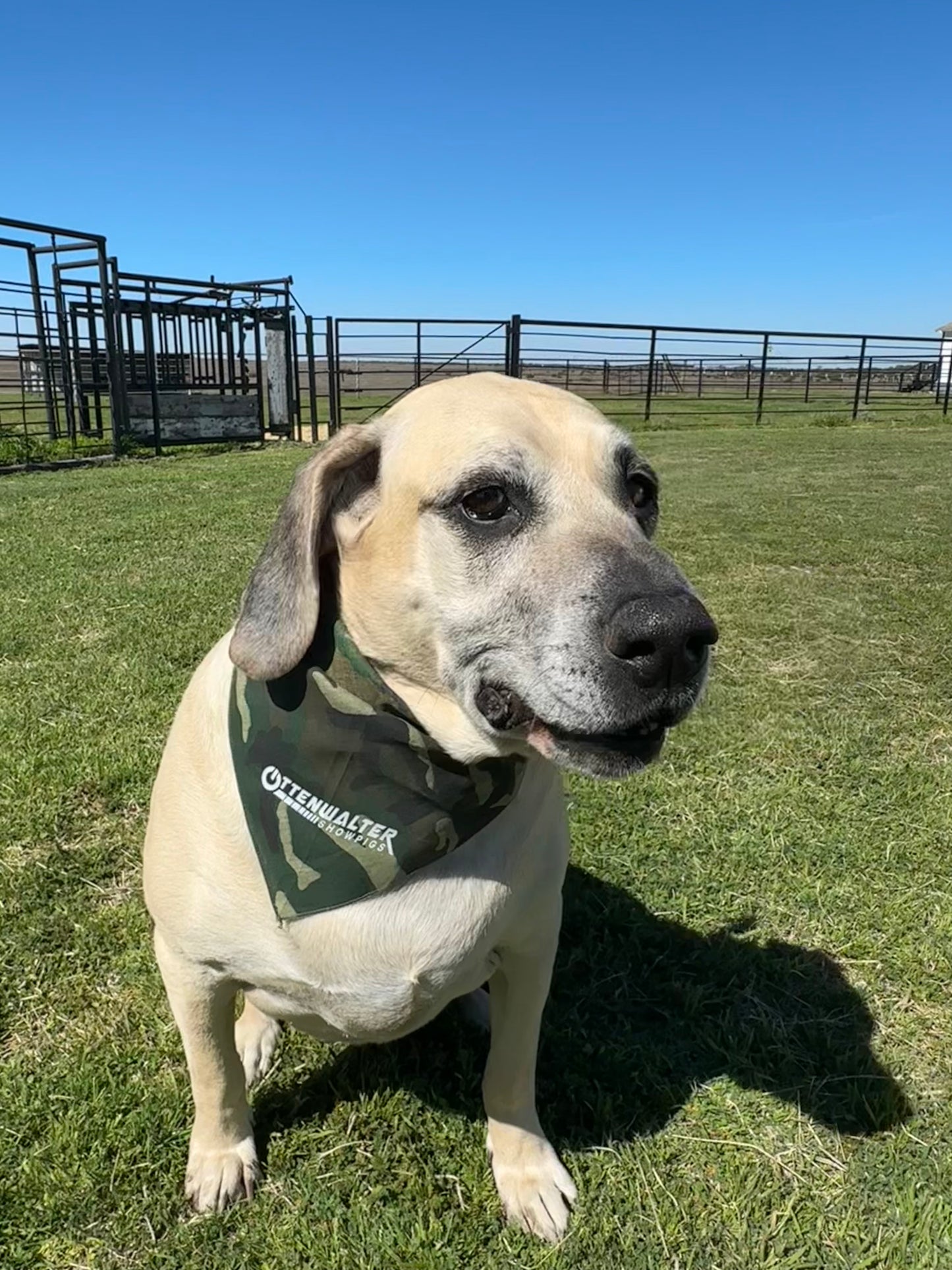Ottenwalter Dog Bandana