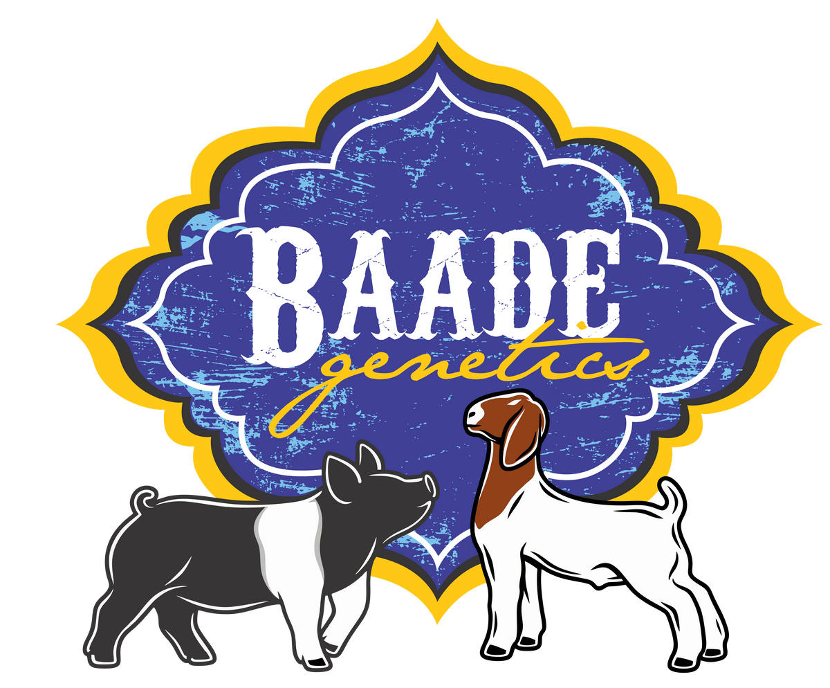 Baade Shirts